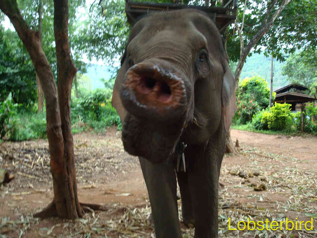 elephant trunk