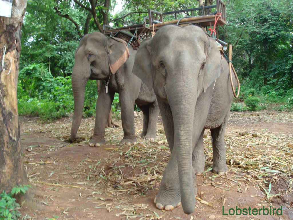 elephant dance